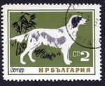 Stamps : Europe : Bulgaria :  English Setter (Canis lupus familiaris) (1964)