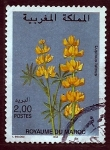 Stamps Morocco -  Lupinus luteus