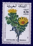 Stamps Morocco -  Bubonium intricatum