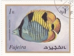 Stamps United Arab Emirates -  PEZ
