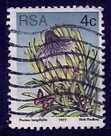 Sellos de Africa - Sud�frica -  Protea Longifolia