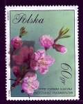 Stamps Poland -  PRUNUS PERSICA