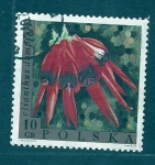Stamps Poland -  Clianthus 
