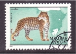 Stamps Hungary -  Felinos africanos
