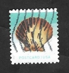 Stamps United States -  Concha marina