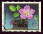 Stamps Poland -  Rosa pendulina