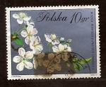 Stamps : Europe : Poland :  Wisnia pospolita