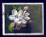 Stamps Poland -  jablon malus