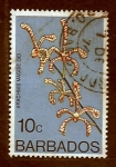 Stamps America - Barbados -  Arachnis maggie