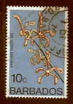 Stamps : America : Barbados :  Arachnis maggie