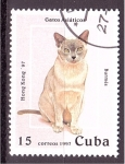 Stamps Cuba -  serie- Gatos Asiáticos