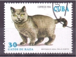 Stamps Cuba -  serie- Gatos de raza