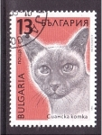 Stamps : Europe : Bulgaria :  serie- Gatos