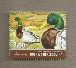 Stamps Europe - Bosnia Herzegovina -  Aves del valle del Neretva
