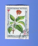 Stamps : Europe : Russia :    PANAX  GINSENG