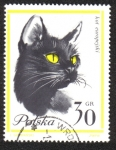 Stamps Poland -  Gatos