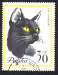 Sellos de Europa - Polonia -  Gatos