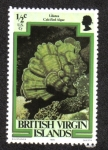 Stamps America - Virgin Islands -  Flora y fauna marina