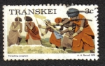 Sellos de Africa - Sud�frica -  Trilla de sorgo (Transkei)