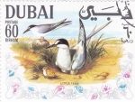 Stamps United Arab Emirates -  AVE- LITTLE TERN
