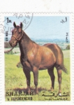 Sellos de Asia - Emiratos rabes Unidos -  CABALLO DE RAZA-