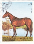Stamps United Arab Emirates -  CABALLO DE RAZA-