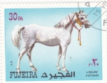 Stamps United Arab Emirates -  CABALLO DE RAZA-