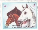 Stamps United Arab Emirates -  CABALLOS DE RAZA