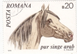 Stamps Romania -  CABALLO-PURA SANGRE ARABE