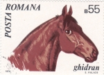 Stamps Romania -  CABALLO-GHIDRAN
