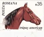 Sellos de Europa - Rumania -  CABALLO- TRAPAS AMERICAN