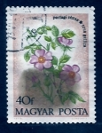 Stamps Hungary -  Rosa Gallica