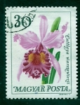 Stamps Hungary -  Cattleya