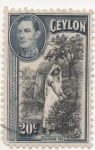 Stamps : Asia : Sri_Lanka :  Ceylan_UK Y & T Nº 257