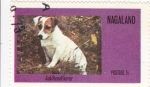Stamps Asia - Nagaland -  Perro de raza- jack russell terrier