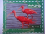 Stamps Venezuela -  Protección de la Biodiversidad Venezolana - Corocora Colorada (Eudocimus Ruber)