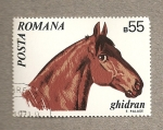 Stamps Romania -  Caballo raza ghidran (anglo-americano)