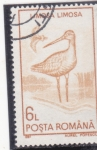 Stamps Romania -  AVE- LIMOSA