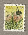 Sellos de Africa - Sud�frica -  Conífera Protea neriifolia