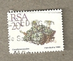 Stamps Africa - South Africa -  Planta Conophytum