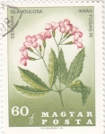 Stamps : Europe : Hungary :  FLORES- DENTARIA glandulosa