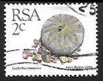 Stamps South Africa -  Euphorbia symmetrica