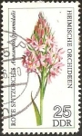 Stamps Germany -  Anacamptis pyramidalis (GDR)