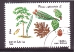 Stamps Romania -  Partes del pino