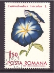 Stamps : Europe : Romania :  serie- Flores cultivadas