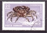 Sellos de Europa - Rumania -  serie- Moluscos y crustáceos