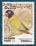 Stamps : Asia : Afghanistan :  AVES - Agapornis personata