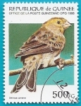 Stamps : Africa : Guinea :  AVES - Canario silvestre