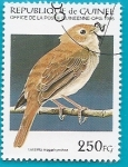 Stamps : Africa : Guinea :  AVES - Ruiseñor común