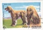 Stamps Romania -  PERRO DE RAZA- AFGANO